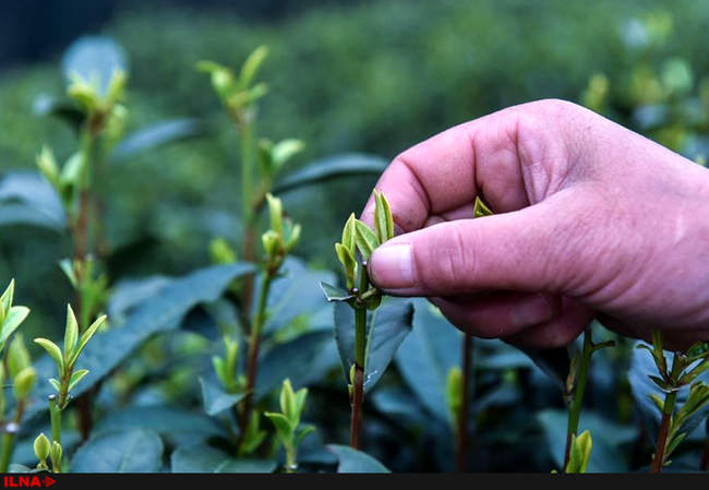 مزرعه چای در روستای هانگزو، مرکز استان ژجیانگ در شرق چین