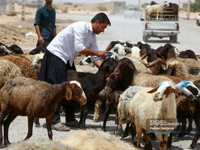 گوسفند زنده در تهران بین ۳۳۰ تا ۳۵۰ هزار تومان فروش می‎رود + جدول
