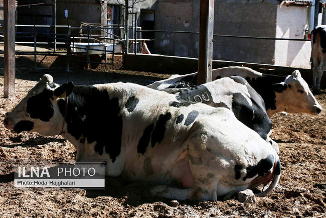 تولید در مسیر پیشرفت مناطق محروم
