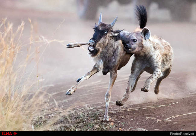                                                                             منتخبی از عکسهای برگزیده ن