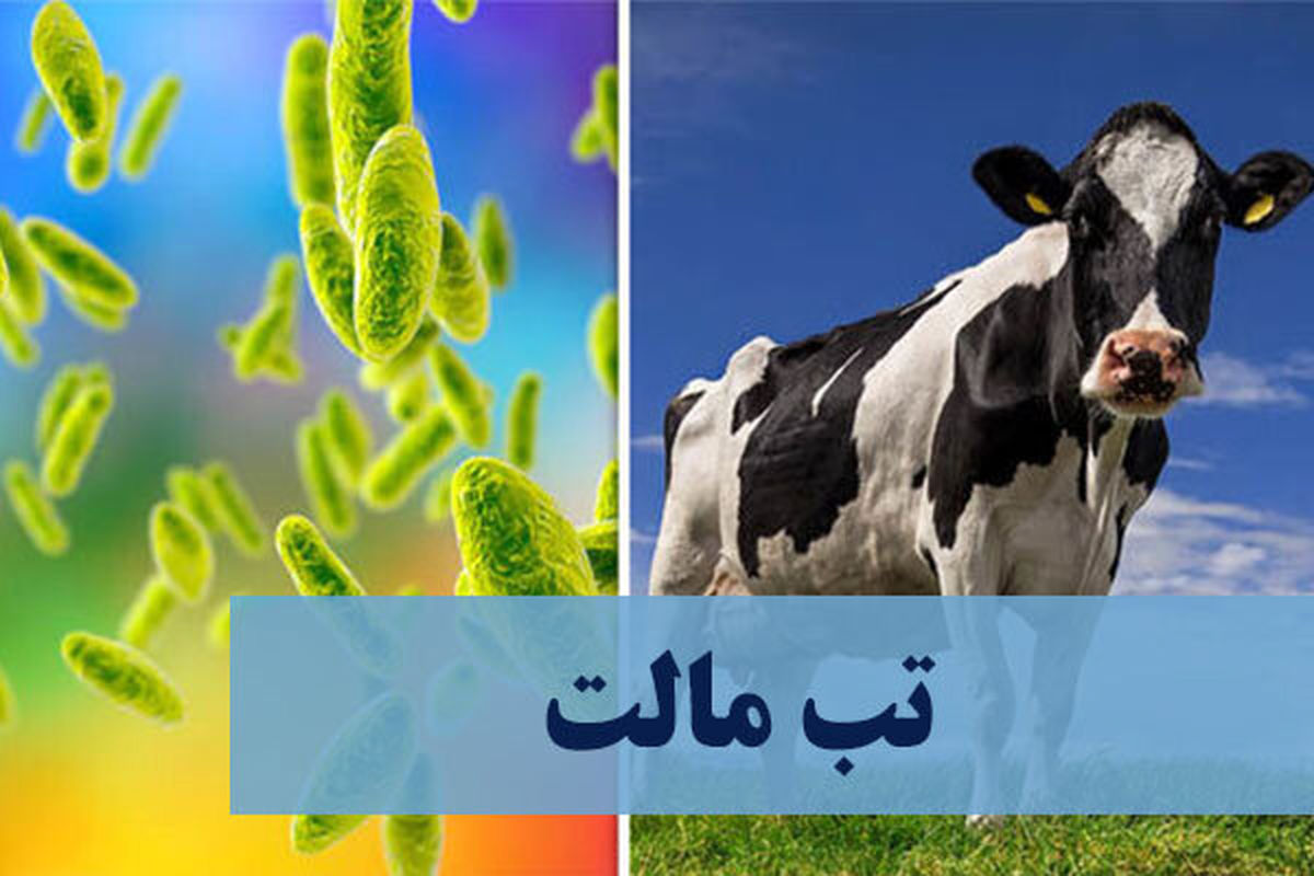 توصیه به مردم برای جلوگیری از شیوع تب مالت  

