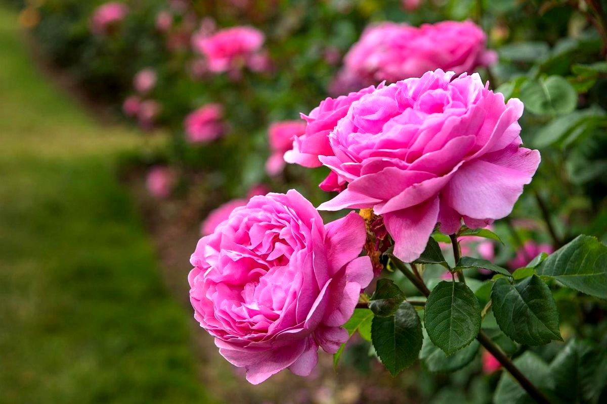 اهمیت فرآوری گیاهان دارویی برای بهره‌گیری از ارزش افزوده