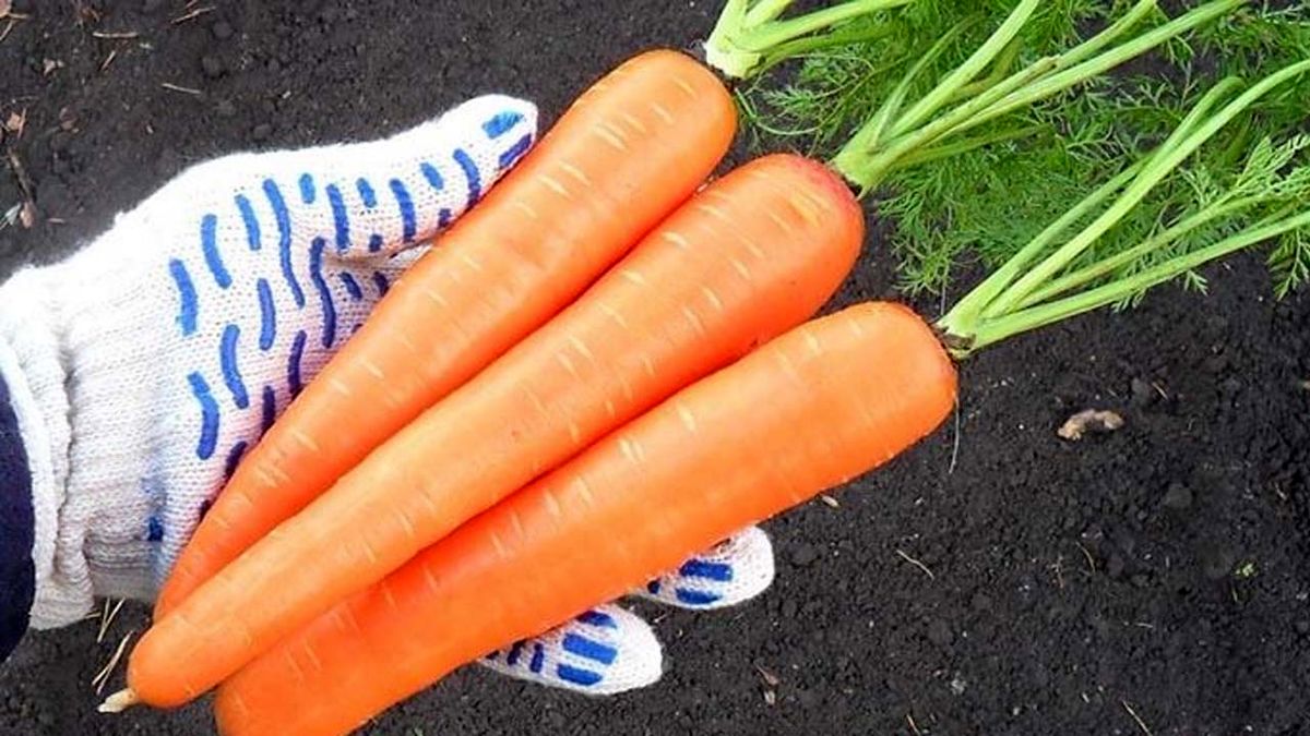 چگونه هویج را یکسال در خانه نگهداری کنیم؟ 