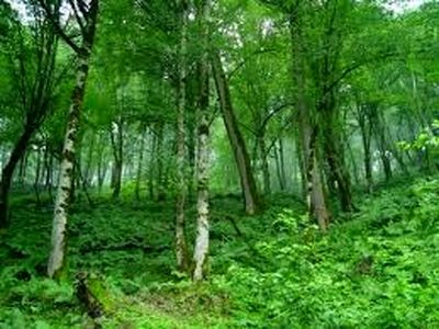 ثبت جهانی جنگل هیرکانی در دستور کار قرار دارد