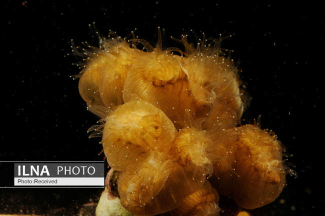 دریای کارائیب ، دریای عجایب