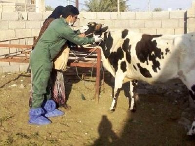 واکسیناسیون ضربتی ۸۵۰۰ رأس دام سنگین علیه بیماری لمپی‌اسکین در رامهرمز