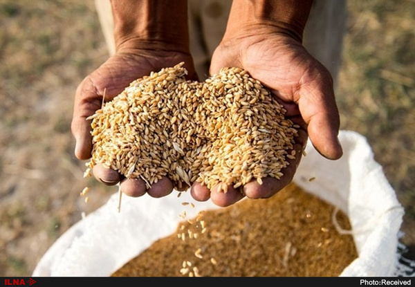گندم برای خوراک دام مناست نیست/ نیاز به واردات جو باعث تفاوت قیمت آن با گندم شده/ قیمت خرید تضمینی برای سال جاری مناسب است