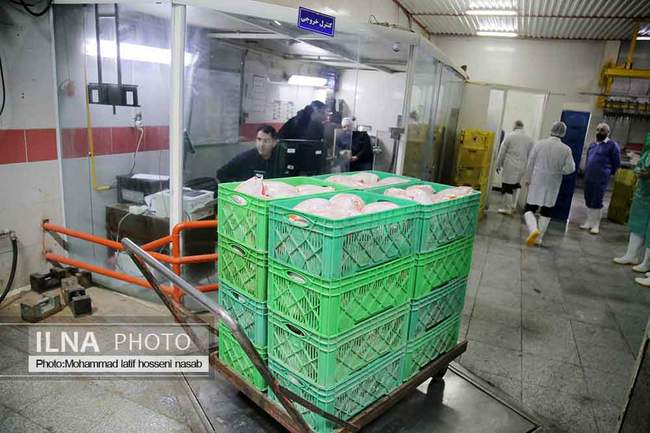 بازدید خبرنگاران از کشتارگاه مرغ آبیدر سنندج 