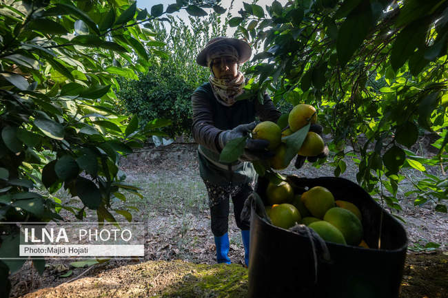 برداشت نارنگی از باغات هاشم‌آباد گرگان