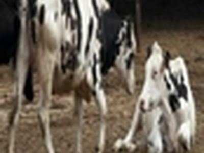 مدیریت چرا در ۷۲ هزار هکتار از اراضی ملی شهرستان زنجان