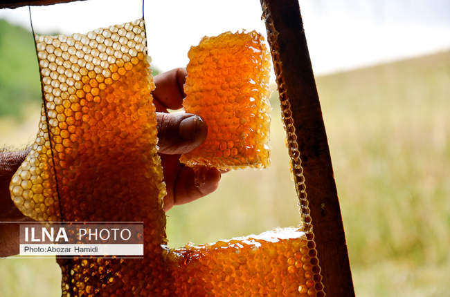 زنبورداری و تولید عسل در داماش گیلان