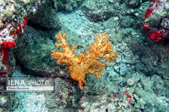 بهشت مرجانی در اعماق دریای عمان 