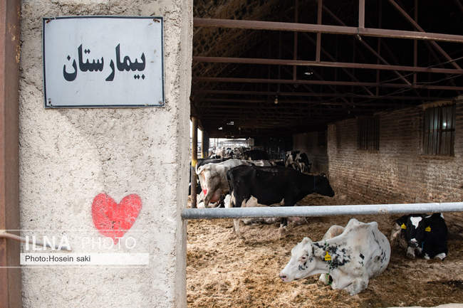 خودکفایی در تولید شیر با تلیسه نمونه