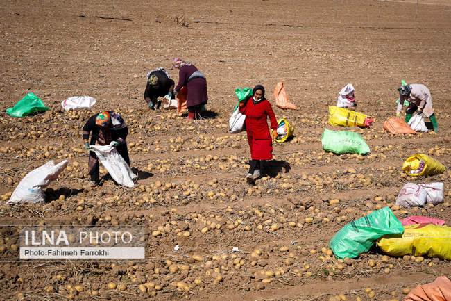 اشتغالزایی در مزارع کشاورزی سیب زمینی فیروزکوه