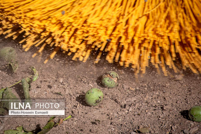 برداشت گردو اصلاح شده با دستگاه مکانیزه 