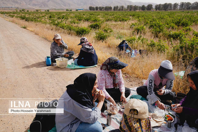 رونق تولید و اشتغال با توسعه کشت گل محمدی در اصفهان
