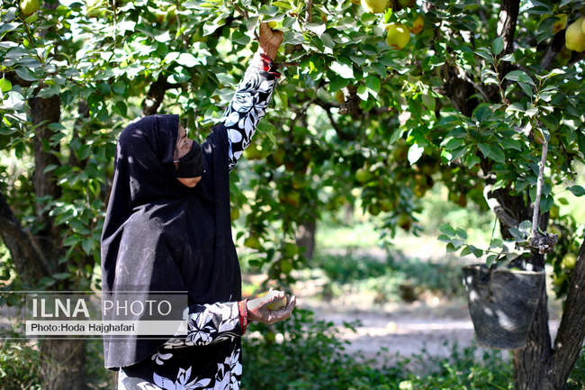 برداشت گلابی از باغات چناران
