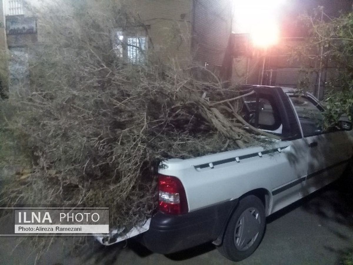 350 کیلوگرم چوب قاچاق در آران و بیدگل کشف شد 