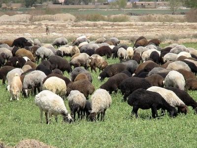 محل نگهداری دام باید در بندر عباس بروز رسانی شود