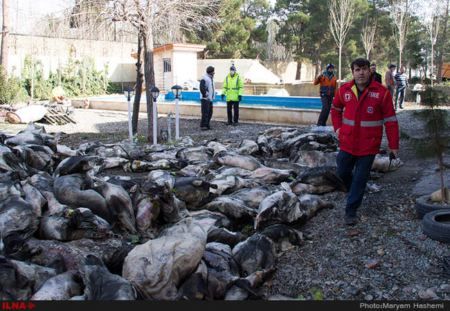 سقوط هواپیمای باربری بوئینگ ۷۰۷ در کرج 
