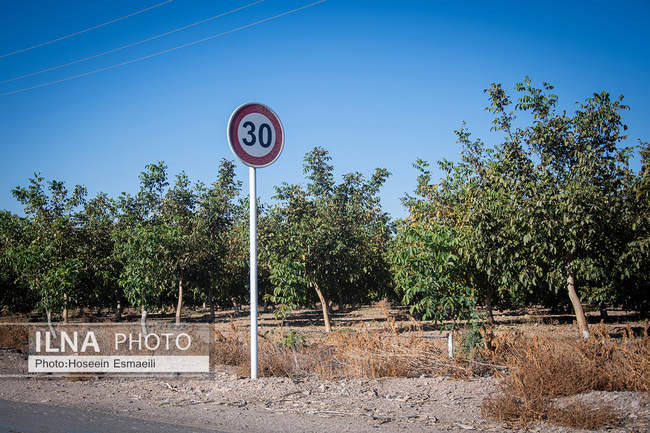 برداشت گردو اصلاح شده با دستگاه مکانیزه 