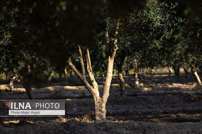 اشتغال زنان سرپرست خانواردر باغ زیتون حاجیکلاته