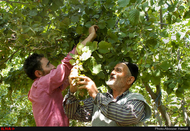 برداشت فندق در رودبار گیلان
