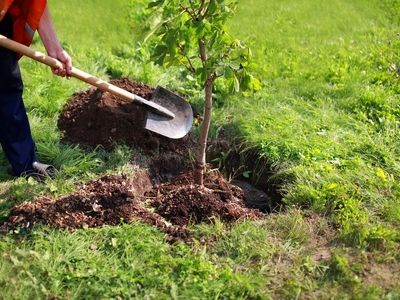 غرس 650 هزار نهال در هفته منابع طبیعی در کرمانشاه