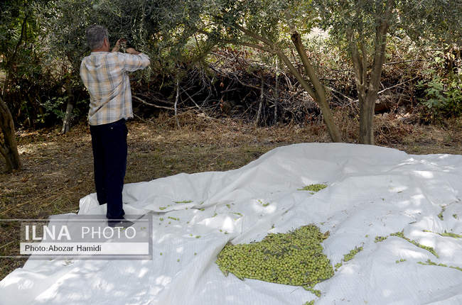 برداشت زیتون در رودبار گیلان