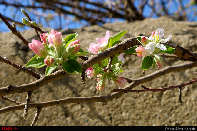 شکوفه های بهاری در همدان