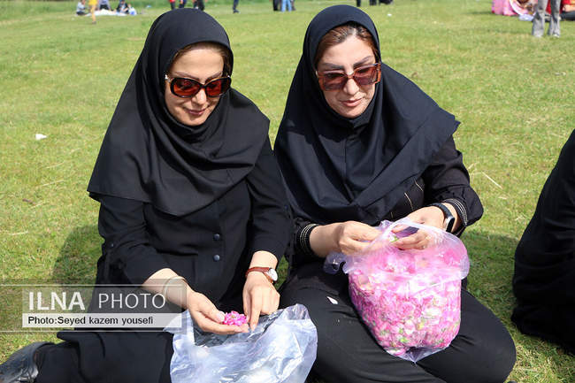 جشنواره برداشت گل محمدی در روستای عنصرود