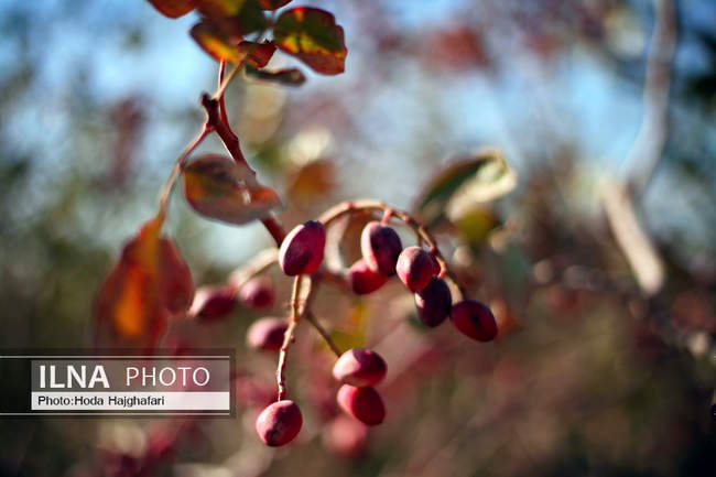 برداشت پسته از باغات نیشابور