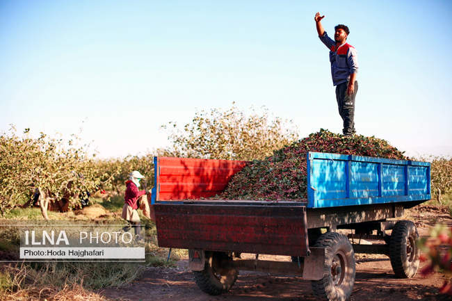 برداشت پسته از باغات نیشابور