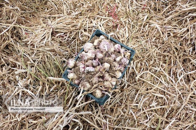 برگزاری ششمین همایش سیر در شهر تیمورلو شهرستان آذرشهر