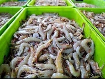 یک کانتینر میگوی پرورشی از بوشهر به کشور روسیه صادر شد