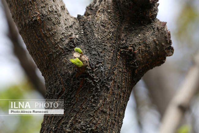 تهران بهاری