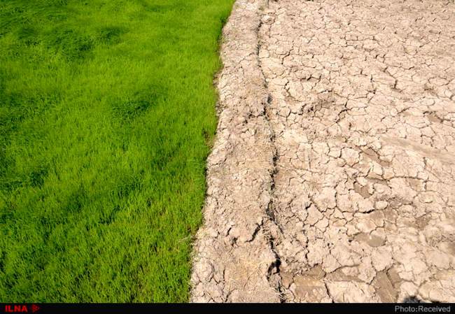 آتش بی‌آبی در شالیزاران رستم آباد -  گیلان