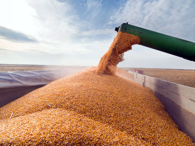  Iran Exports 91,000 Tons of Cereals in One Year: Official 