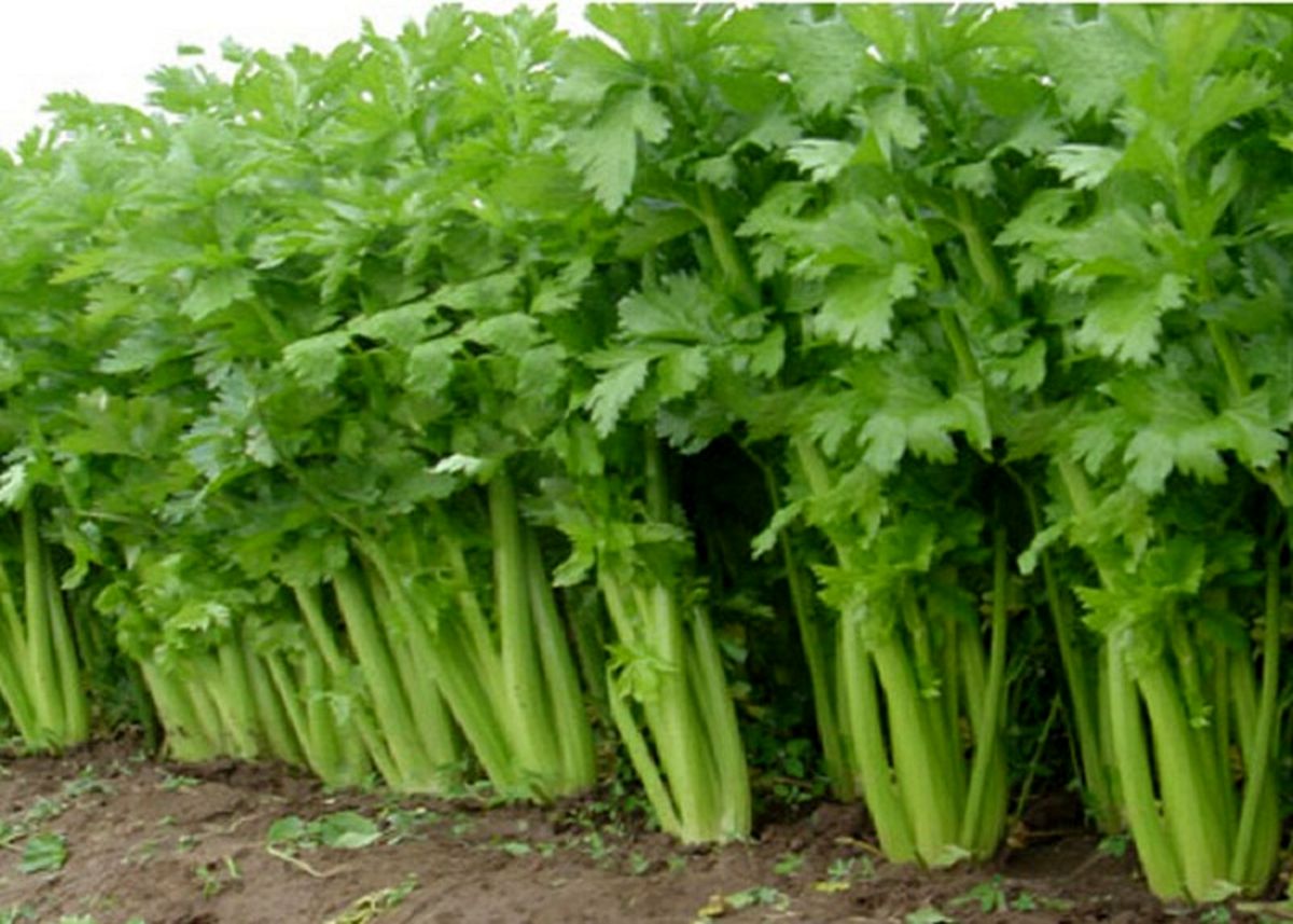 ایجاد سایت کشت ارقام مختلف سبزی در قزوین 