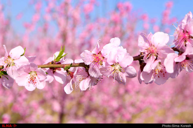 شکوفه های بهاری در همدان