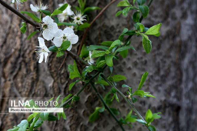 تهران بهاری