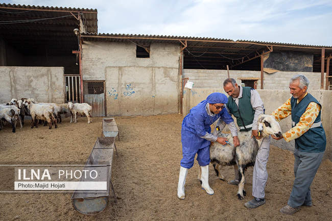 مزرعه دامپروری چپرقویمه، در مسیر محرومیت زدایی