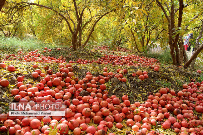 برداشت انار در تنگ سیاب کوهدشت