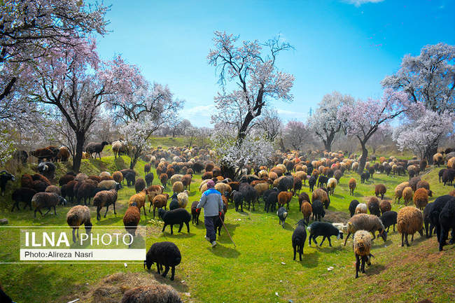 بهار کرونایی از راه رسید 