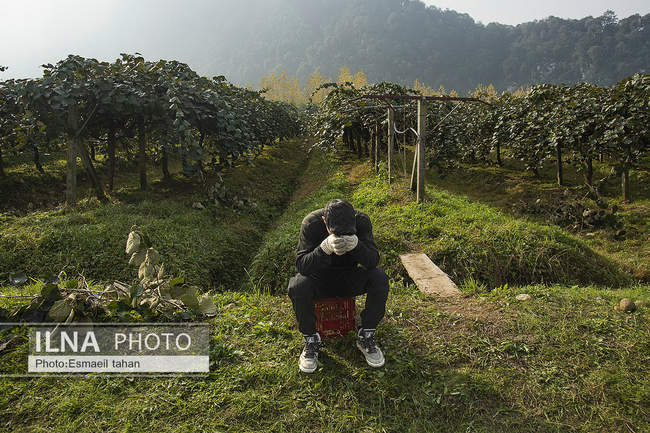 کار و امید، قصه زنان باغ کیوی