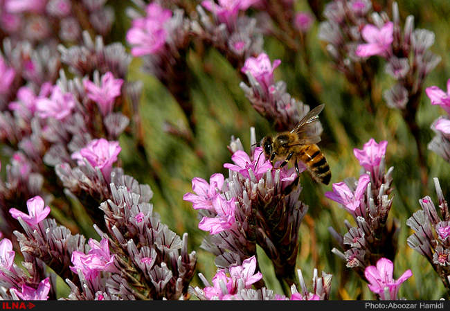 زنبورداران رودبار