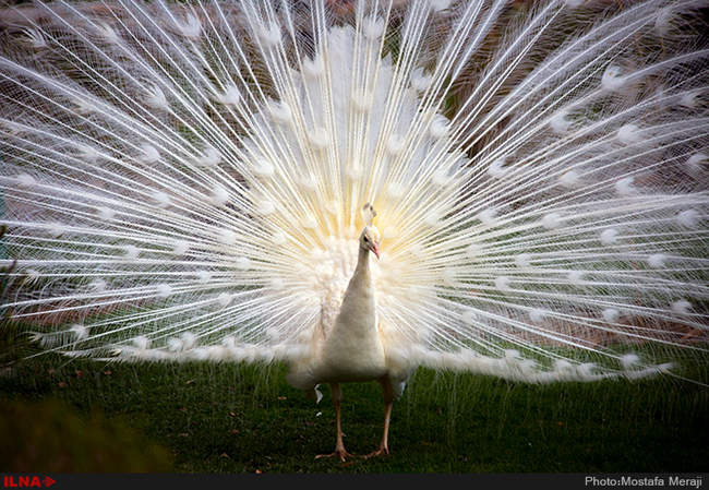 باغ پرندگان اصفهان