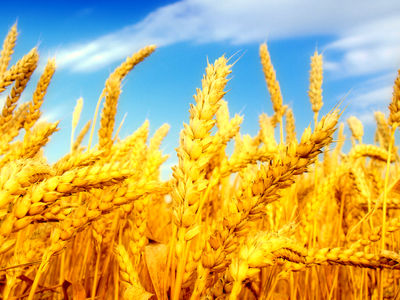 خریداری بیش از یک میلیون تن گندم از استان‌های مازندران، گلستان و سمنان  