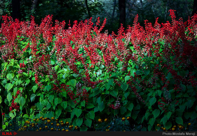 باغ بوتانیکال تفلیس با چند هزار گونه گیاهی