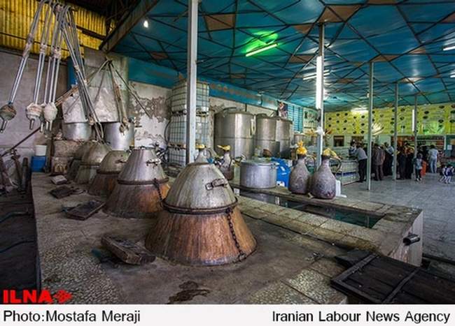 اینجا قمصر است، پایتخت گل و گلاب ایران